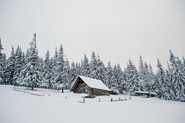 Casa de madera en pinos cubiertos de nieve en la montaña Chomiak Hermosos paisajes invernales de las montañas de los Cárpatos Ucrania Naturaleza helada