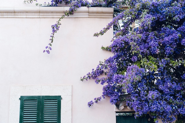 Casa con una planta de flores moradas