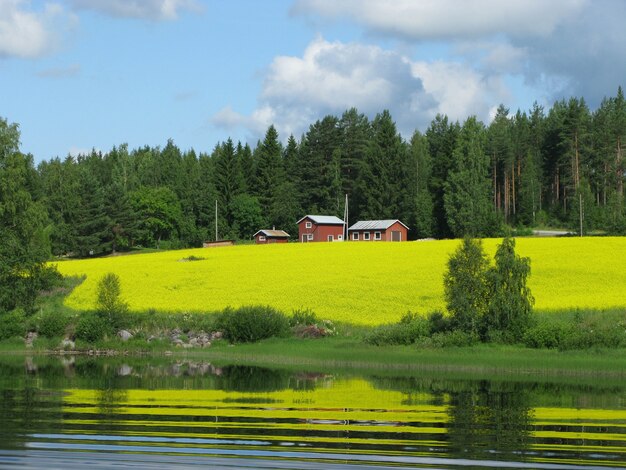 Casas y árboles en una hermosa colina cubierta de hierba junto a un lago capturado en Finlandia