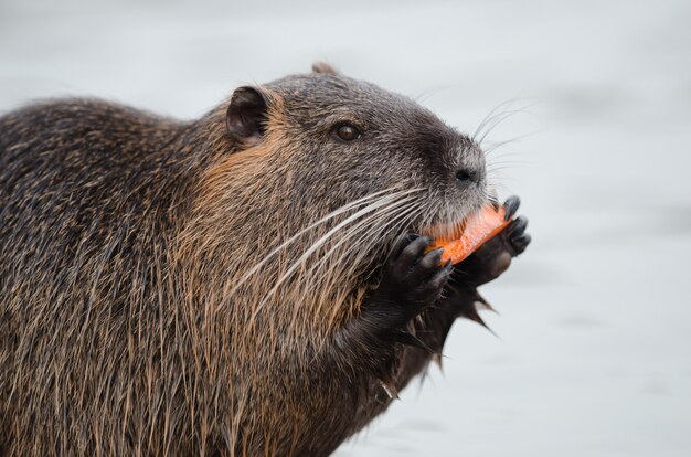 Castor comiendo con agua borrosa