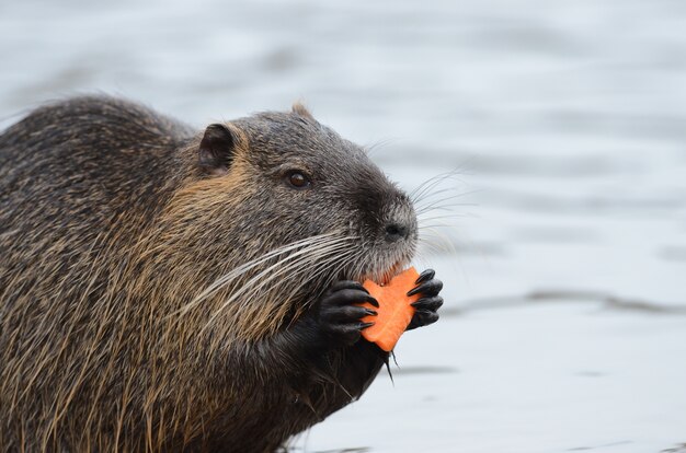 Castor comiendo una zanahoria mientras está parado cerca del agua