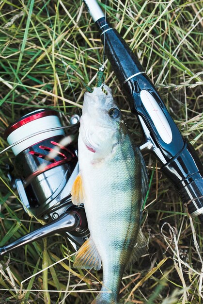 Cebo de pesca atrapado en la boca del pez en la hierba verde con caña de pescar