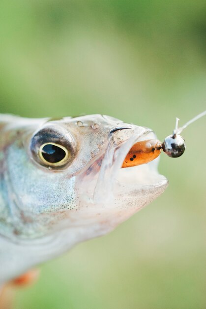 Cebo de pesca dentro de la boca de los peces contra el fondo borroso