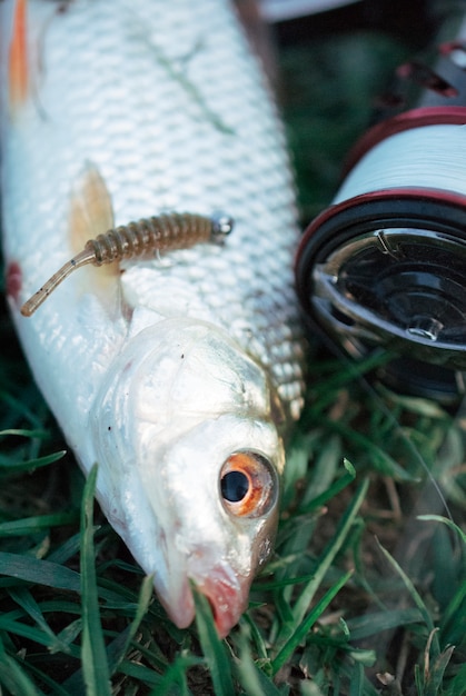 Cebo de pesca en peces sobre la hierba