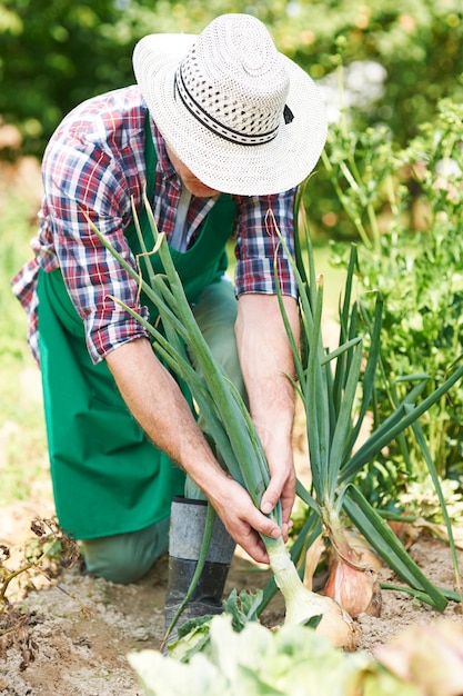 La cebolla está llena de vitaminas y minerales.