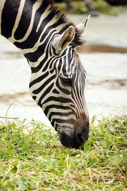 Cebra comiendo