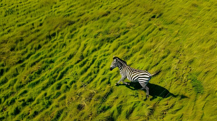 Foto gratuito cebra en la naturaleza