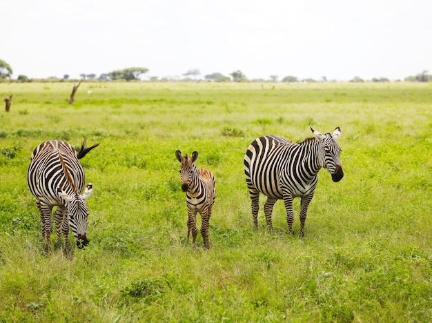 Cebras en el Parque Nacional de Tsavo East en Kenia