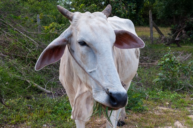 Cebú blanco en un campo de hierba rodeado de árboles verdes