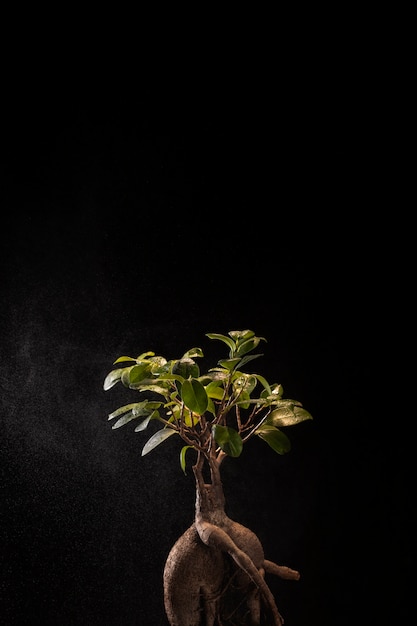 Celebración del día del árbol con fondo oscuro