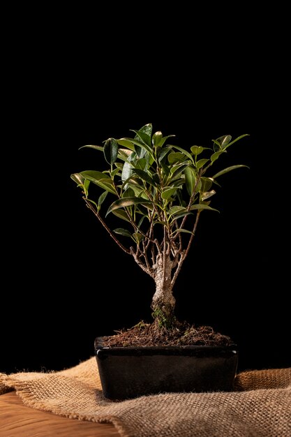 Celebración del día del árbol con planta en maceta en la mesa