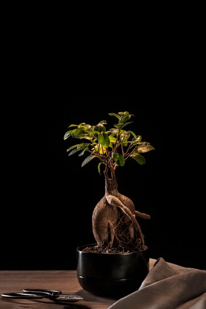 Celebración del día del árbol con planta en maceta