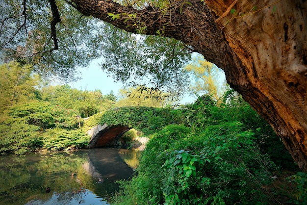 Central Park Spring con puente en el centro de Manhattan, Nueva York