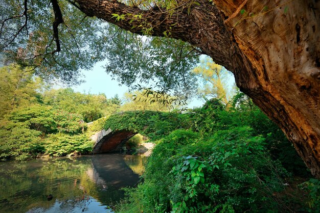 Central Park Spring con puente en el centro de Manhattan, Nueva York