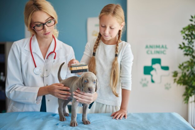 Cepillar la piel del perro en el veterinario