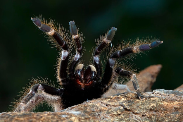 Ceratogyrus darlingi tarantula closeup