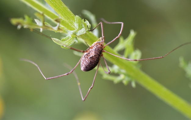 Cerca de araña en una planta