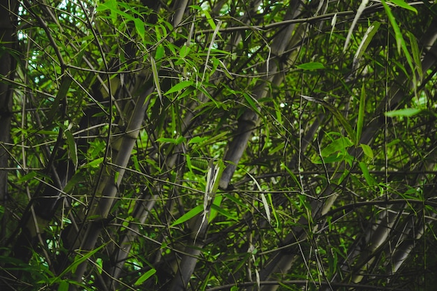 Cerca de bambú