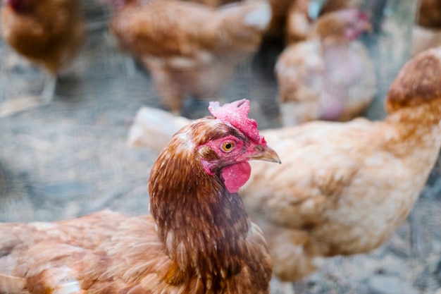 cerca de la cabeza de pollo