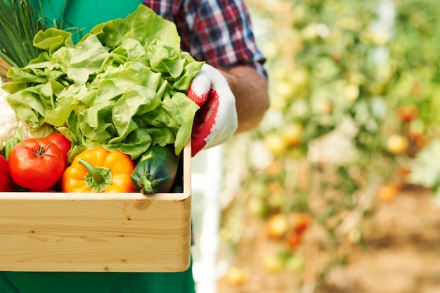 Cerca de la caja con verduras maduras