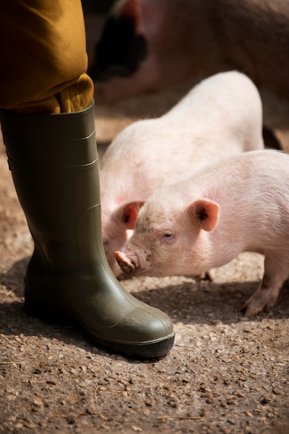 Foto gratuita cerca de cerdos y viajero rural