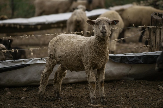 Cerca de un cordero beige en una granja con un rebaño de corderos