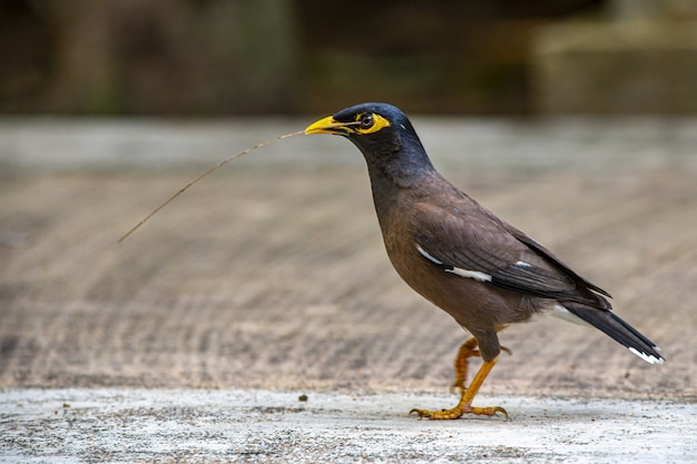 Cerca de cridotheres tristis bird