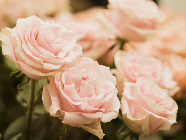 Cerca de delicadas flores de boda