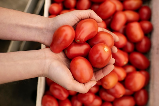 Cerca de deliciosos tomates orgánicos