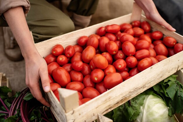 Cerca de deliciosos tomates orgánicos