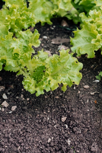 Foto gratuita cerca de ensalada fresca en el suelo