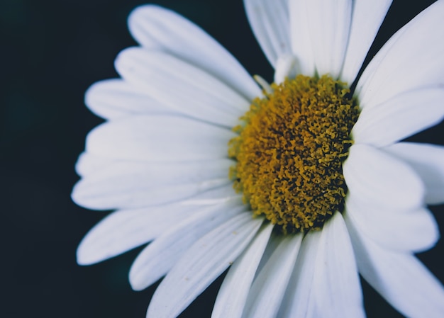 Cerca de la flor blanca