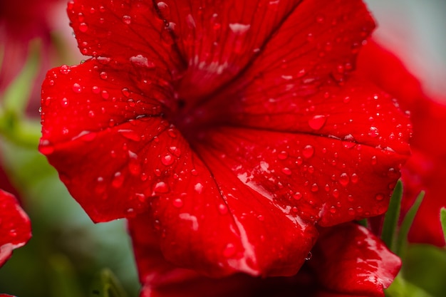 Cerca de la flor de petunia roja con gotas de rocío sobre los pétalos