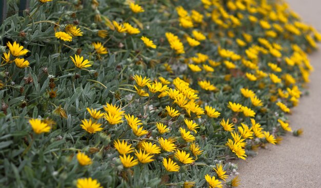 Cerca de flores amarillas en el interior de sendero