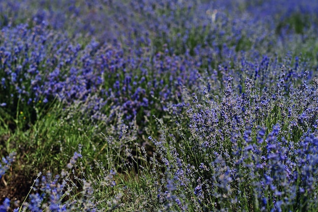 Cerca de flores en el campo de lavanda púrpura