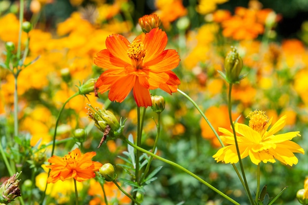 Cerca de flores de color amarillo vibrante en un campo de verano