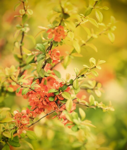 Cerca de las flores en flor en el árbol en primavera