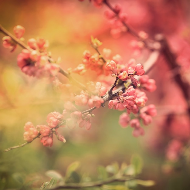 Cerca de flores de primavera en el árbol