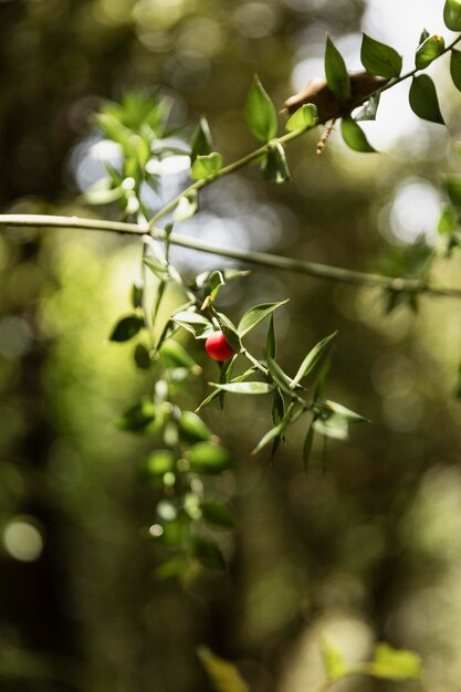 Cerca de frutas en el bosque