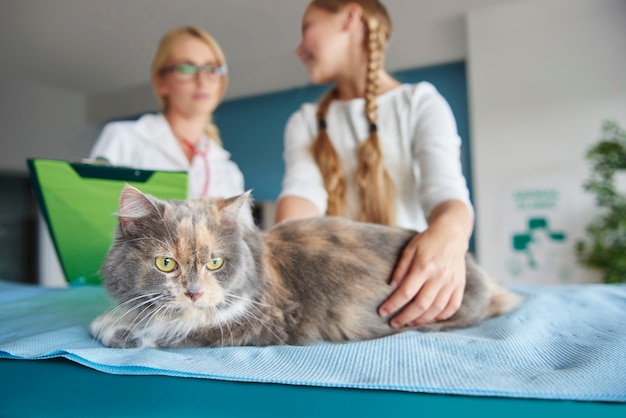 Cerca de gato en el veterinario