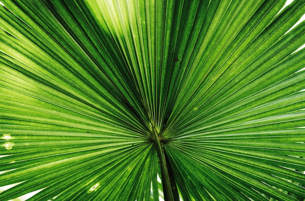 Cerca de una gran hoja verde