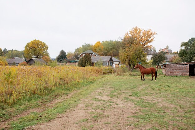 Cerca de granjero con hermoso caballo