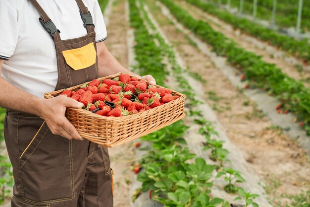 Cerca del granjero maduro en uniforme sosteniendo la canasta con fresas recién cosechadas mientras está de pie en el campo agrícola. Invernadero al aire libre con fresas maduras.