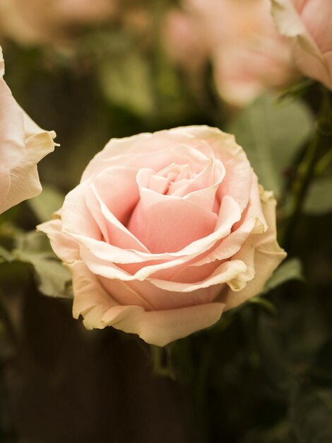 Cerca de la hermosa flor de la boda