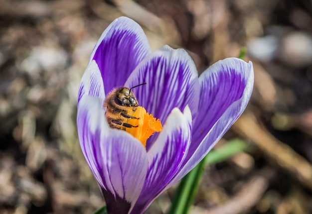 Cerca de una hermosa flor púrpura Crocus Vernus con una abeja