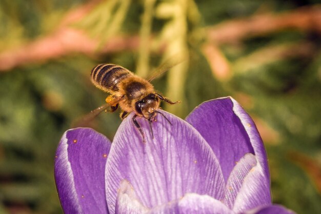 Cerca de una hermosa flor púrpura Crocus Vernus con una abeja