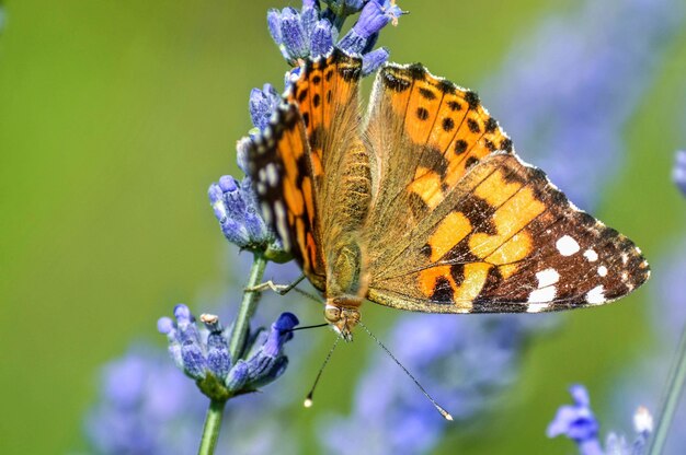 Cerca de una hermosa mariposa sobre una flor