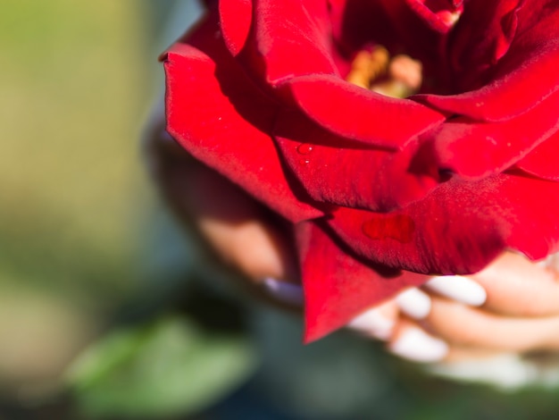 Cerca de hermosa rosa roja