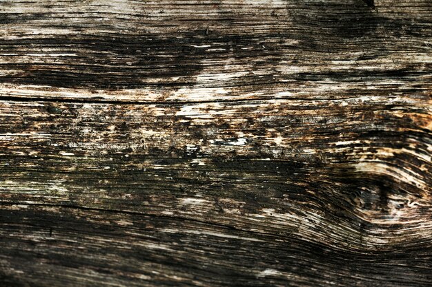 Cerca de la hermosa textura de corteza de árbol
