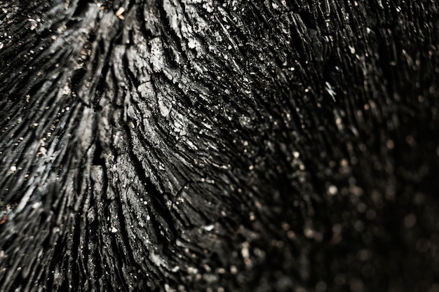 Cerca de la hermosa textura de corteza de árbol